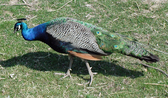 peacock-picture